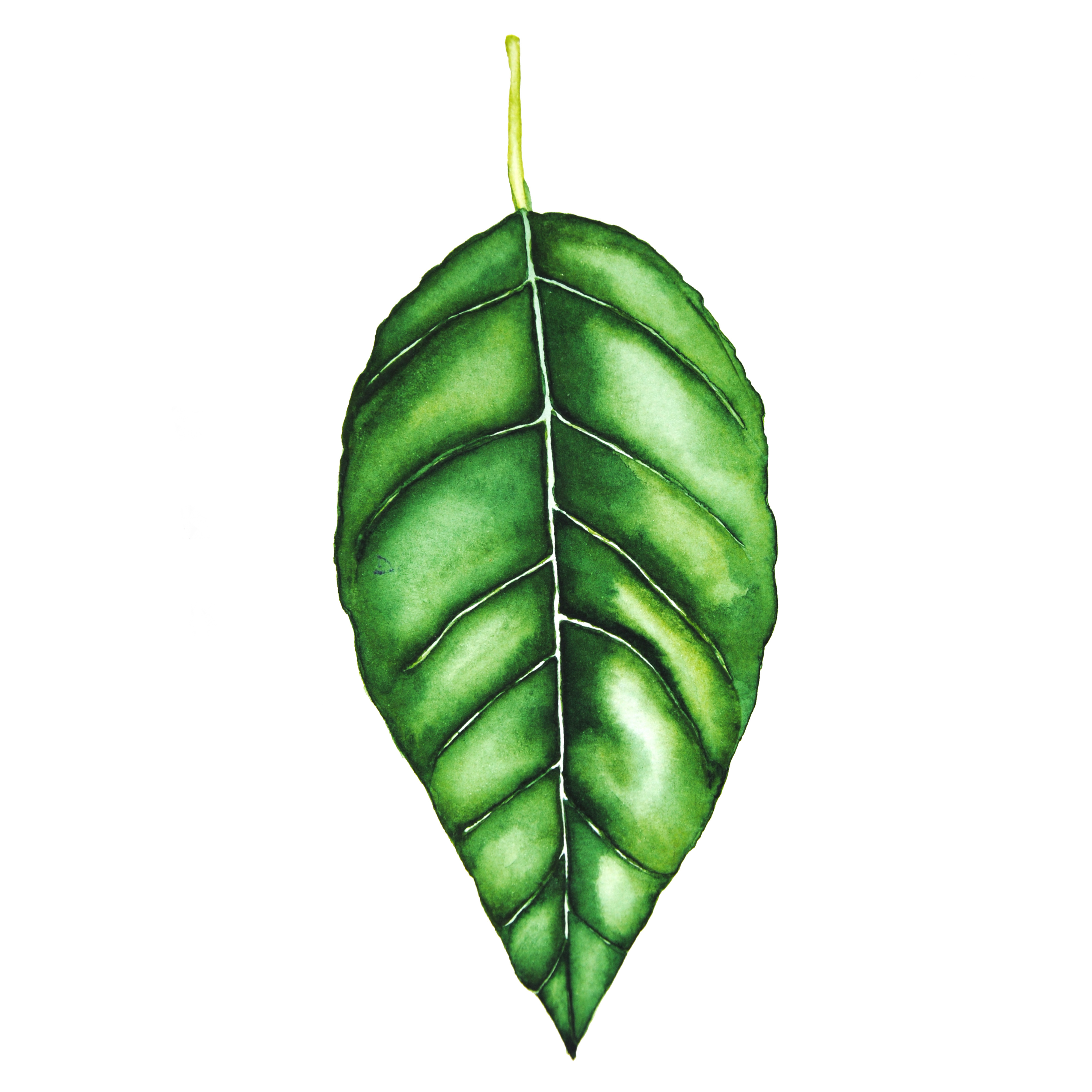 leaf